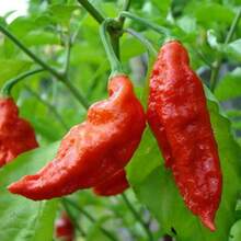 240pcs NC Heirloom Ghost Pepper Seeds - Butjelokia Seeds - Non-GMO - Harvesting - Vegetable Gardening, Growing Your Own Food Suitable For Gifts