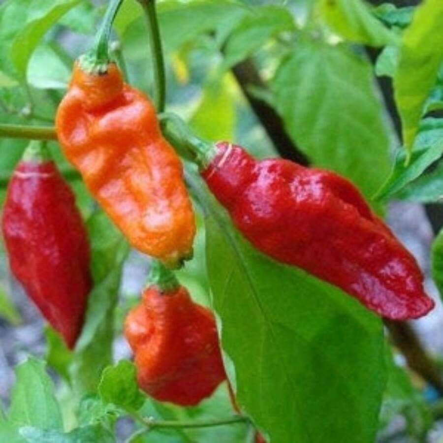 218 Burning Naga Bhut Jolokia Pepper Vegetable Seeds - 218件 - 查看 1