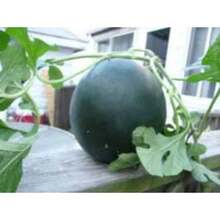 200 piezas de semillas, melones, semillas de frutas, plantas de flores de exterior, jardinería, naturaleza - 200 - Ver 3