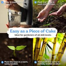 Excellent Variety 200 Bamboo Shoot Seeds Fast Growing Bamboo Seeds, Cold Hardy, Organic Bamboo Privacy Plant For Large Outdoor Landscaping, Perfect Clumping Bamboo Seeds For Year-Round Beauty & Privacy Screen - 變體1 - 查看 4