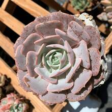 Live Succulent Fully Rooted In 2in Planter, Echeveria 'Lola', Echeveria 'Silhouette' - 100 PCS - View 2