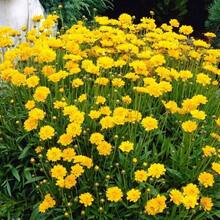 25 Coreopsis Early Sunrise Flower Seeds - Variant1 - View 3