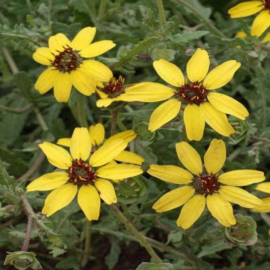50 Seeds Perennial Chocolate Flower Scented Daisy Flower Seeds For Planting - 1 - View 1