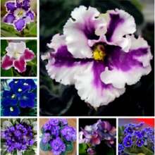 237 Pieces Mixed Colors African Violets Seeds Violet Garden Flowers - 237 - 查看 1
