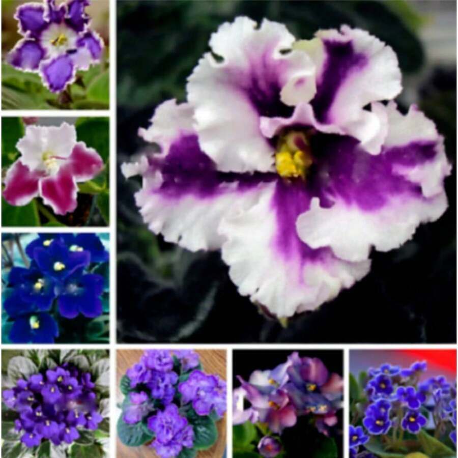237 Pieces Mixed Colors African Violets Seeds Violet Garden Flowers - 237 - 查看 1