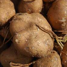 20Pcs Seeds Jicama Seeds Heirloom Mexican Yam Bean Non-GMO - Variant1 - View 2