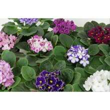 237 Pieces Mixed Colors African Violets Seeds Violet Garden Flowers - 237 - 查看 2