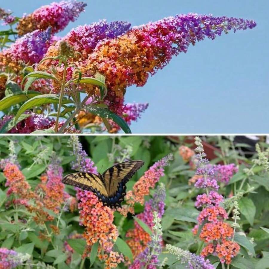 210 Pieces Of Mixed Butterfly Bush Seeds - Verbena Flower Seeds, Beautiful Perennial Shrub Seeds For Outdoor Use - 210 - 查看 1