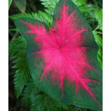 185pcs Color Mix Longevity Leaf Seeds, Potted Plant Seeds, Tree Seeds, Chrysanthemum Seeds For Decoration, Suitable For Planting (Rose Hollyhock) Perennial Flower Seeds, Non-GMO, Traditional Seeds, Crimson, Red, Pink, Yellow, Orange, Chrysanthemum, Natural Aroma, Air Purification, Year-Round, Horticultural Potted Plants