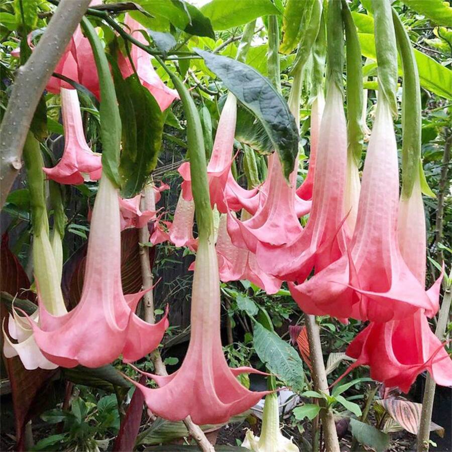200  Datura Brugmansia Seeds For Planting For Home Garden-Potted Bonsai Trumpets Angel Flower Seeds