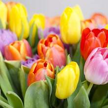 High Germination Rate Maverick SUPSEED Seeds Complete Garden Fresh Flowers Bloom Throughout Spring And Summer Easy To Plant Indoor/Outdoor - Can Be Given As A Gift At Home Simple Cultivation