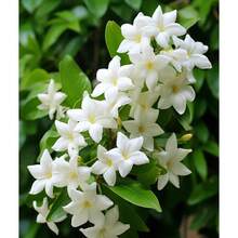 Night-Blooming Jasmine Seeds, Total Of 40 Pieces, Including Night Goddess, Night Jasmine, Etc. These Plants Are Perennial Evergreen Shrubs With Seeds That Attract Pollinators - 40 Pcs - View 2