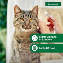 Large Vet-Recommended Flea Treatment & Prevention |   Cats Over 9 Lbs. |   6-Month Supply - Large Cat only - 查看 4