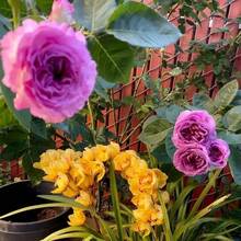 500pcs Purple Rose Seeds Easy To Grow Precious Beauty Shipped From New York USA