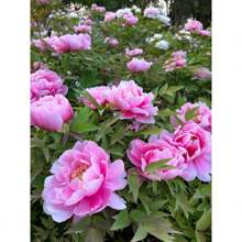 Fast Growing 50 Peony Bulbs & Peonies For Planting Outdoors - Double Petaled Piani Flower Non-GMO Perennial Mix With Dahlia & Blooms