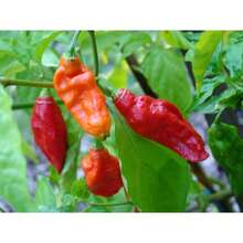 240pcs NC Heirloom Ghost Pepper Seeds - Butjelokia Seeds - Non-GMO - Harvesting - Vegetable Gardening, Growing Your Own Food Suitable For Gifts