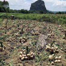 20Pcs Seeds Jicama Seeds Heirloom Mexican Yam Bean Non-GMO - Variant1 - View 4