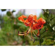 Seltene Lilium Lancifolium Lily Seeds Flowers Bonsai Seeds Home Balcony Plant Garden Decor