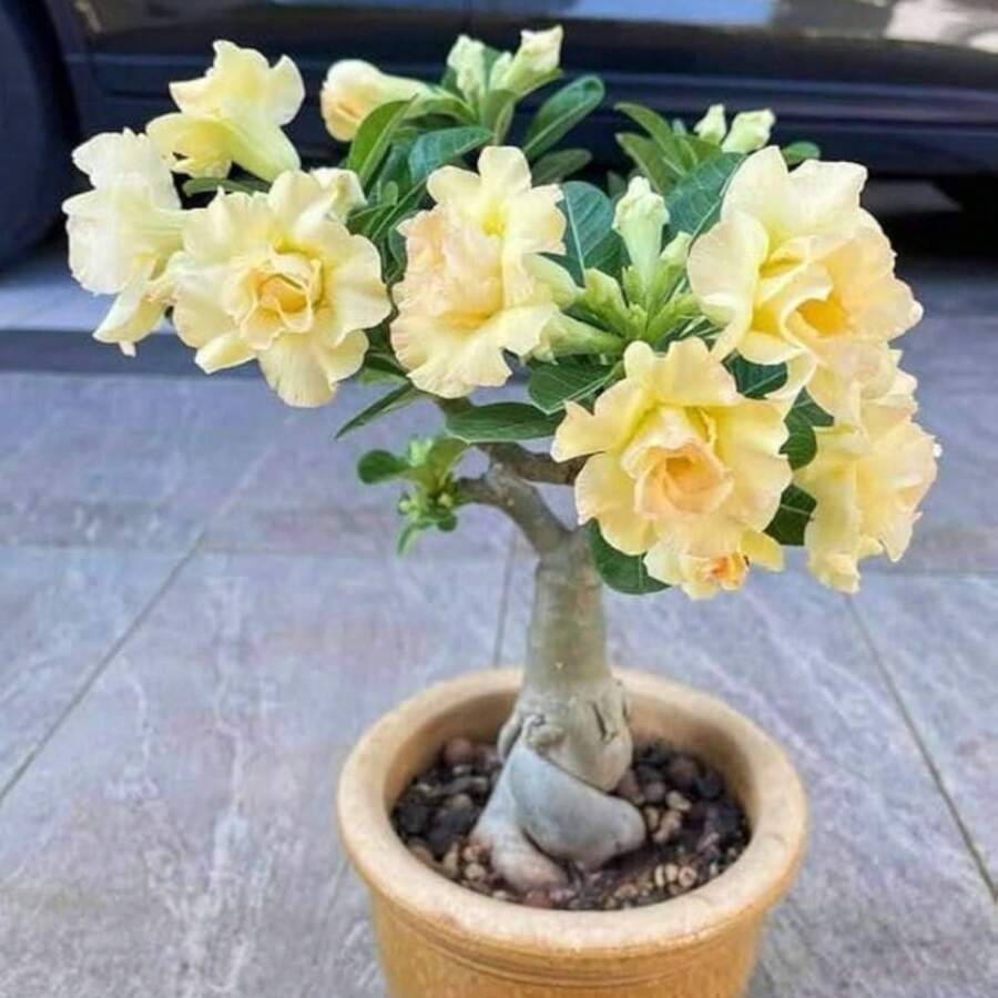 4 piezas de semillas de rosa del desierto amarilla Adenium Obesum, semillas de flores bonsái para plantar en el jardín del hogar
