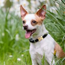 Hundemarke - Benutzerdefinierte leise Hundemarke - Hundemarken für Hunde - Personalisierte leise Hundename-Marken in Knochenform - Hunde-ID-Marke mit Pfotendruck-Symbol