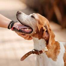 Hundemarke - Benutzerdefinierte leise Hundemarke - Hundemarken für Hunde - Personalisierte leise Hundename-Marken in Knochenform - Hunde-ID-Marke mit Pfotendruck-Symbol