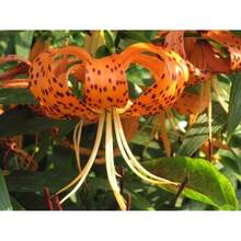 Seltene Lilium Lancifolium Lily Seeds Flowers Bonsai Seeds Home Balcony Plant Garden Decor