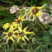 50 Seeds Perennial Chocolate Flower Scented Daisy Flower Seeds For Planting - 1 - View 3