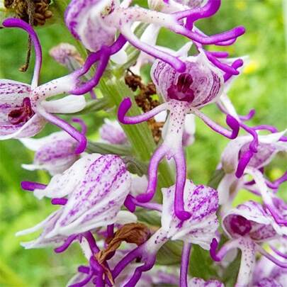GARDEN Naked Man Orchid Seed 100  Seeds Exotic Charm Perennial Flowering Plant Attract Butterflies And Bees Easy Cultivating