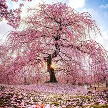 50 Garden Japanese Weeping Blossoms, Cherry Blossoms High Quantity Of Budding Dreams, Cold-Resistant Seeds - 1 - 查看 3