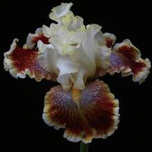 197 Pieces Iris Seeds For Planting Mixed High Beard Irises, Germanic Irises, End-Of-Season Iris Hybrid Flower Plant, Drought Resistant Flower Landscape Plant