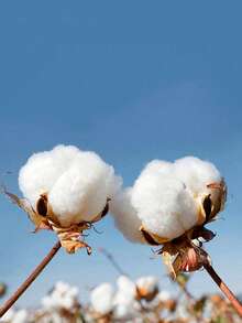 100 miếng/gói, khăn lau mặt mềm hình tròn, dùng một lần cho người lớn. - Màu tím - Xem 6