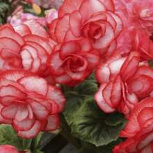 Excellent Variety Begonia Seeds For Home Garden Planting - 50 - Xem 3