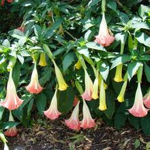 200  Datura Brugmansia Seeds For Planting For Home Garden-Potted Bonsai Trumpets Angel Flower Seeds