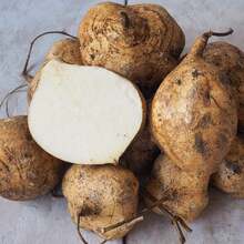 20Pcs Seeds Jicama Seeds Heirloom Mexican Yam Bean Non-GMO - Variant1 - View 3