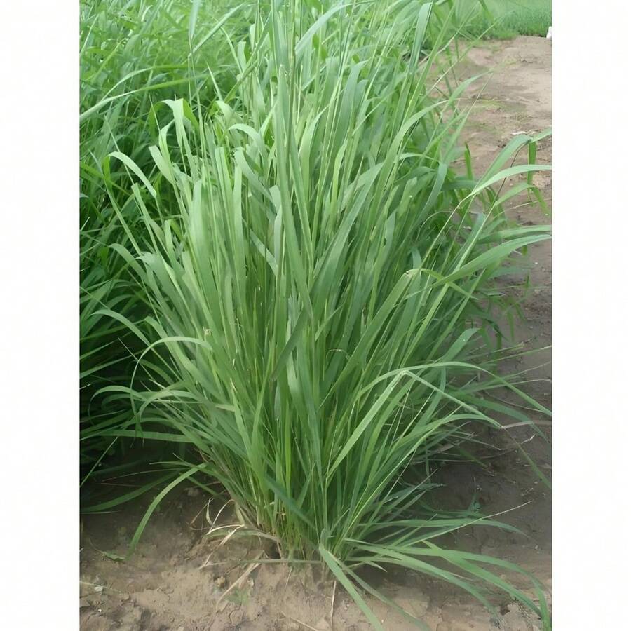 107, SEMILLAS DE PLANTA DE CITRONELA, 1000 SEMILLAS, 07 - La vaina de la hoja es glabra, no enrollada hacia afuera y la superficie interior es de color verde claro - SEMILLAS DE PLANTA DE CITRONELA 1000-7 - Ver 1