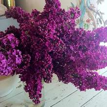 Easy-To-Grow, Highly Fertile Boxwood Seeds - Produce Beautiful Violet Flowers After Planting, Ideal For Landscape Design Or As Bonsai.