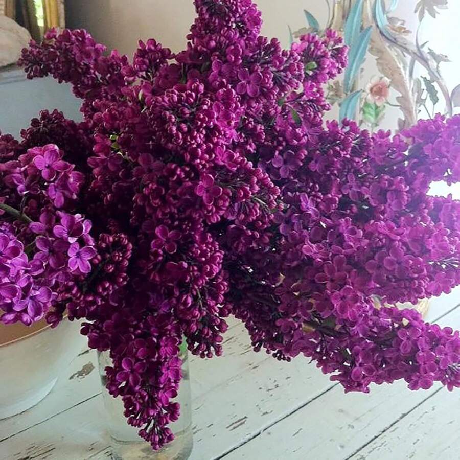 Easy-To-Grow, Highly Fertile Boxwood Seeds - Produce Beautiful Violet Flowers After Planting, Ideal For Landscape Design Or As Bonsai.