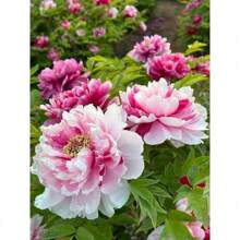 Fast Growing 50 Peony Bulbs & Peonies For Planting Outdoors - Double Petaled Piani Flower Non-GMO Perennial Mix With Dahlia & Blooms