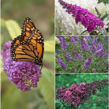 210 Pieces Of Mixed Butterfly Bush Seeds - Verbena Flower Seeds, Beautiful Perennial Shrub Seeds For Outdoor Use - 210 - 查看 4