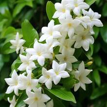 Night-Blooming Jasmine Seeds, Total Of 40 Pieces, Including Night Goddess, Night Jasmine, Etc. These Plants Are Perennial Evergreen Shrubs With Seeds That Attract Pollinators - 40 Pcs - View 1