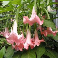 200  Datura Brugmansia Seeds For Planting For Home Garden-Potted Bonsai Trumpets Angel Flower Seeds