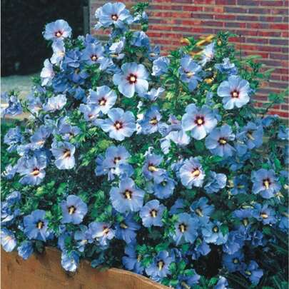 Exotic Blue Hibiscus Seeds: Over 100 Heirloom, Non-GMO Garden Seeds That Produce Bright Purple Flowers