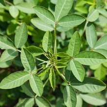 241pcs Chipilin Seeds Chipilin Seeds For Planting Herb Seeds - 241 - View 1