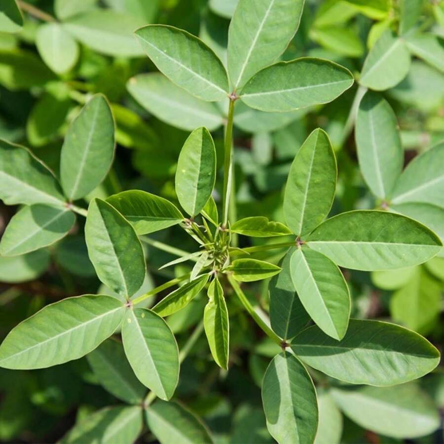 241pcs Chipilin Seeds Chipilin Seeds For Planting Herb Seeds - 241 - View 1