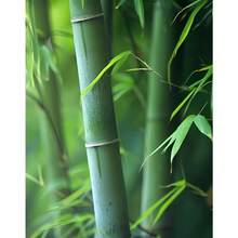 Excellent Variety 200 Bamboo Shoot Seeds Fast Growing Bamboo Seeds, Cold Hardy, Organic Bamboo Privacy Plant For Large Outdoor Landscaping, Perfect Clumping Bamboo Seeds For Year-Round Beauty & Privacy Screen - 變體1 - 查看 1