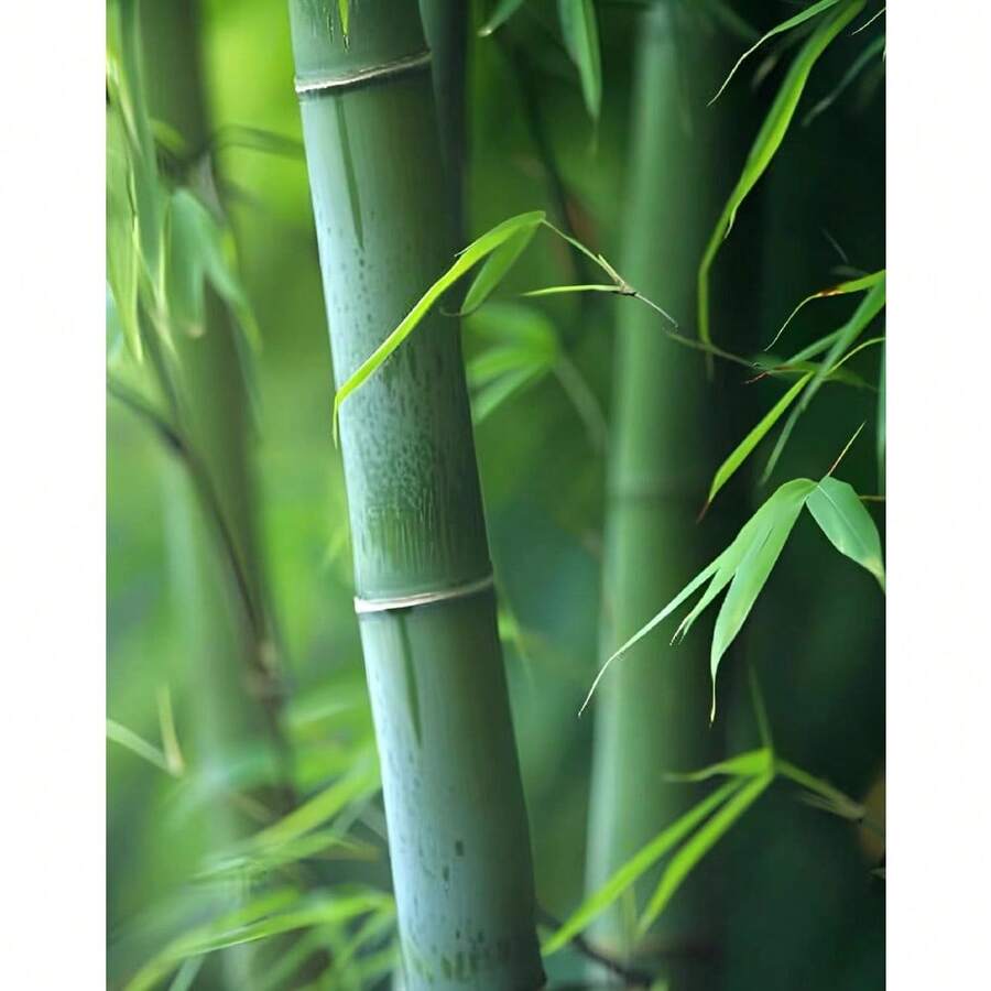Excellent Variety 200 Bamboo Shoot Seeds Fast Growing Bamboo Seeds, Cold Hardy, Organic Bamboo Privacy Plant For Large Outdoor Landscaping, Perfect Clumping Bamboo Seeds For Year-Round Beauty & Privacy Screen - 變體1 - 查看 1
