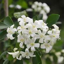 Night-Blooming Jasmine Seeds, Total Of 40 Pieces, Including Night Goddess, Night Jasmine, Etc. These Plants Are Perennial Evergreen Shrubs With Seeds That Attract Pollinators - 40 Pcs - View 5