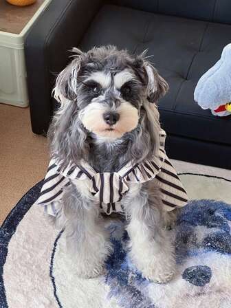 1 件黑白条纹可爱简约无袖宠物狗连衣裙，适合日常休闲穿着