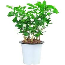 100 Pieces Jasmine Seeds Live Seedlings Fragrant Plant Green Tea Perennial Garden Indoor Bonsai Plant No Experience Required Easy To Breed (No Pot Included) - 100粒種子 - 查看 2