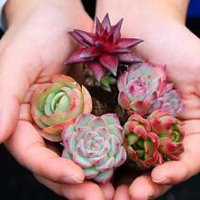 50 Pieces Real Succulents Mini Succulent Plant Package Collection 1 Succulent Plant Seeds, Low Maintenance, Beautiful Colors 1 Textures, Random Species